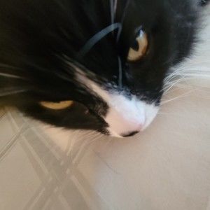 Meet your Posher, Sam